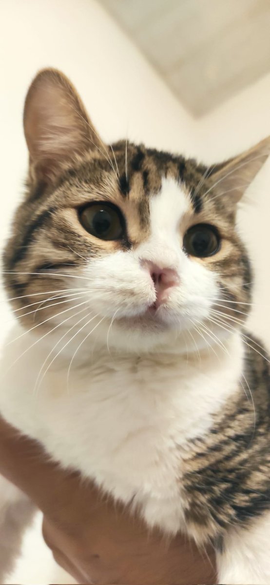 Engelli kedilerimden sadece birisi, annesinden doğduğu an çöpün yanına bırakıldığı için soğuktan yere yapışan dokularını kaybeden Michael.  300 den fazla kedilerimin bir tanesini bile keyfi olarak evime almadım.  Tüm kedilerim kurtarılmış ve bakıma muhtaçlar.  Lütfen mama desteği