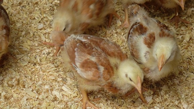 pedimos una mayor defensa del sistema de producción campero: uaga.eus/las-organizaci…