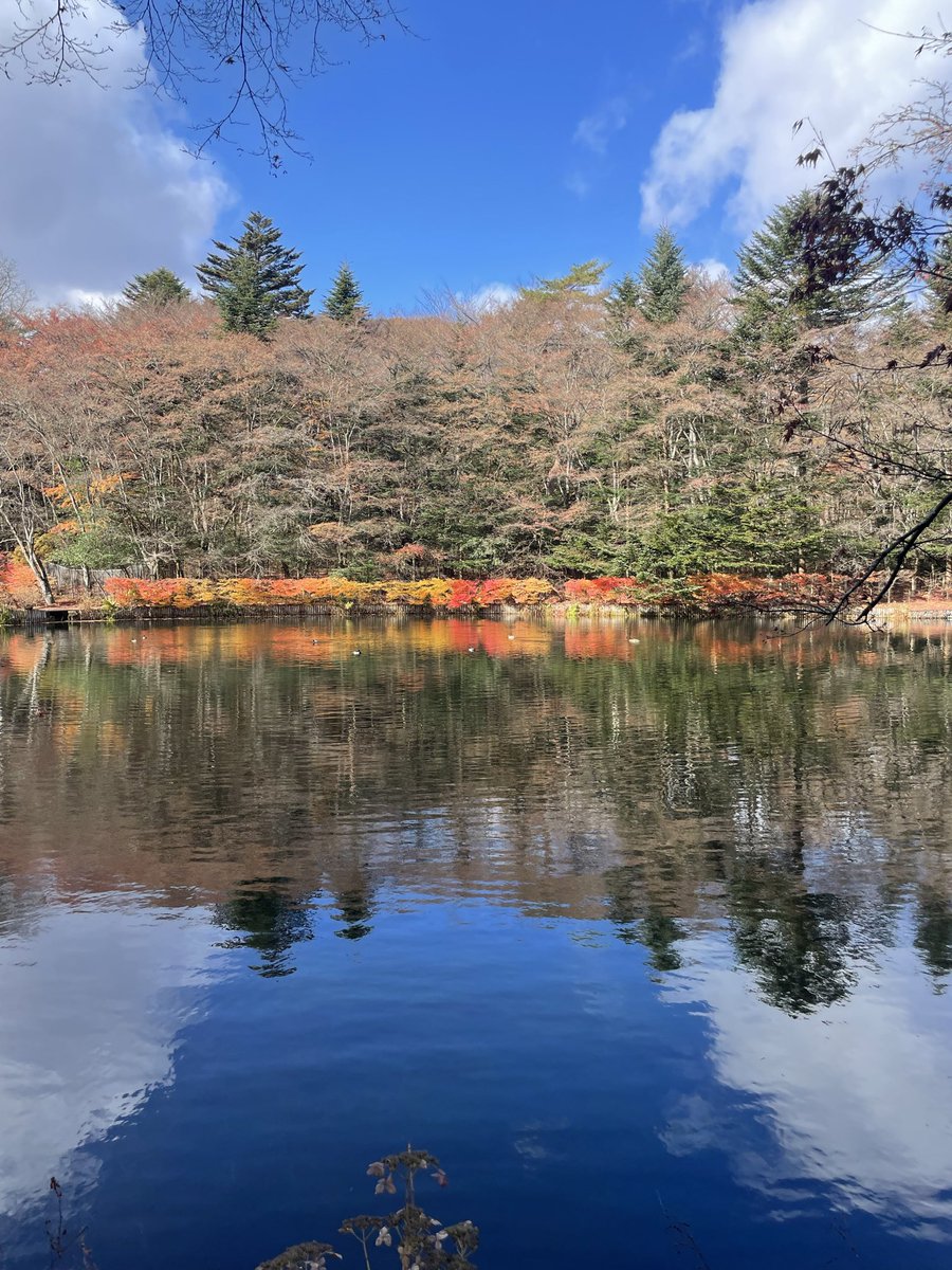 SCL1927's tweet photo. 軽井沢へ紅葉狩りに行って来ました。残念ながら最盛期は過ぎ大部分の葉は落ちていましたが、日差しが注ぐと綺麗な景色を堪能することができました。
#軽井沢 #雲場池 #紅葉 #車のある暮らし #lifewithacar 
#レクサス #LEXUS #RX #RX350F #RX350FSPORT #TRD #エアロ #aero #awd #suv #lexuslifestyle https://t.co/ExlmMp2iwz