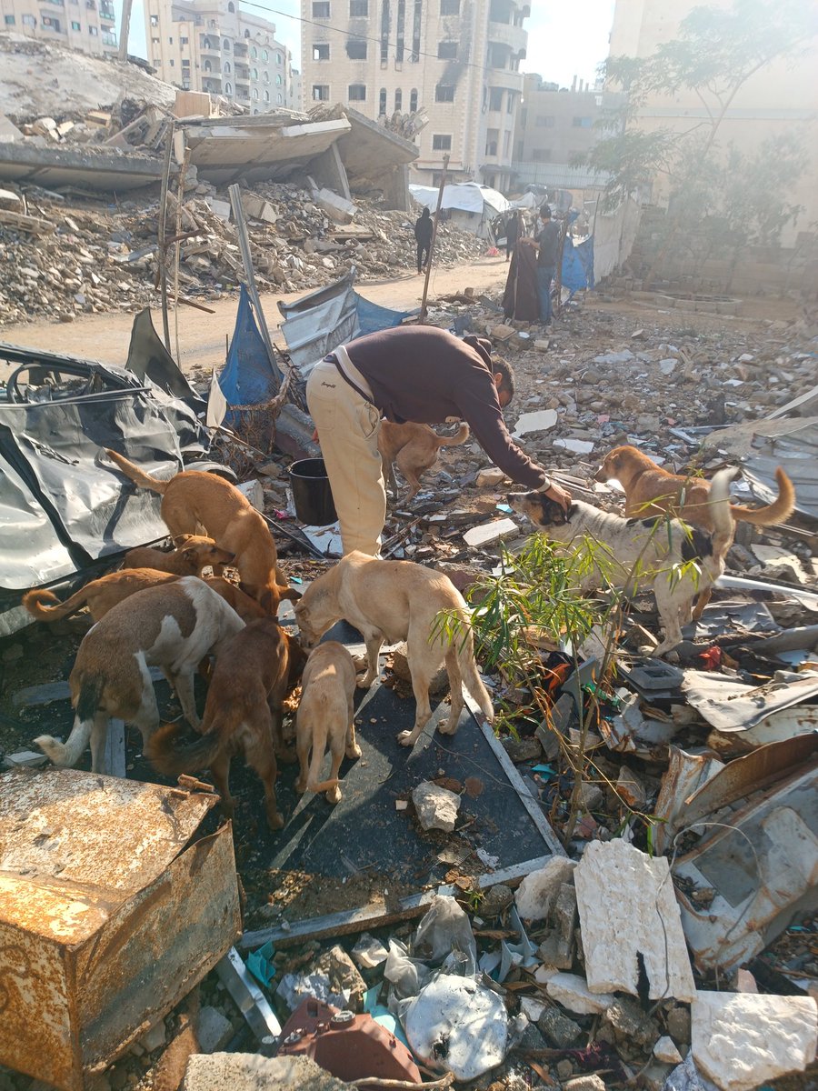 Hishamsousi's tweet image. 🔁🙏🐾🐕I&apos;m continuing to work on helping this beautiful group of dogs I care for. 🆘🙏Your help is crucial so we can provide them with food daily and consistently. 🚨🙏Please help me care for them; help, share, and donate to these innocent souls.🕊️🕊️
🐕paypal.me/HishamSousi🐾