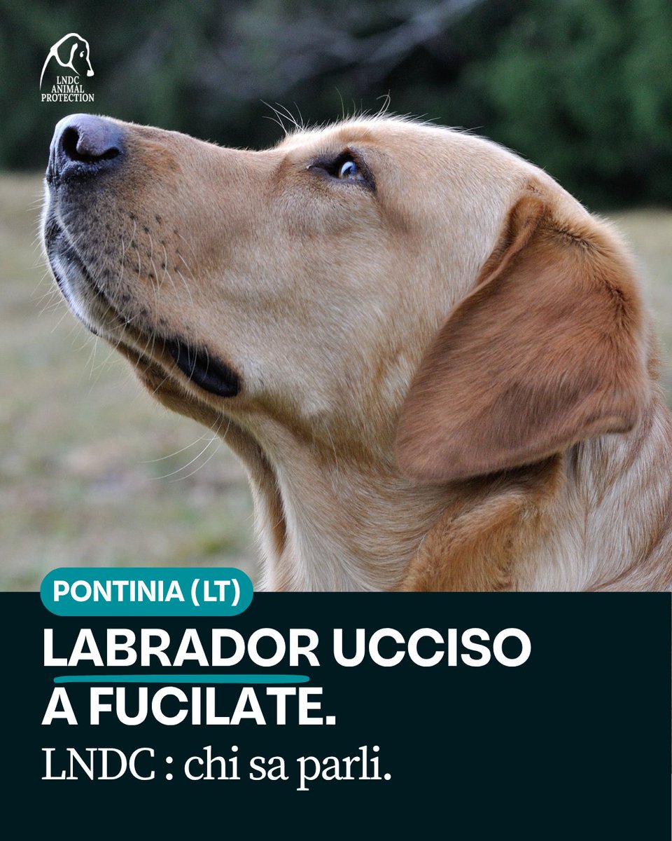 Un colpo nella notte. Un respiro che si spegne senza un perché.
A Pontinia, un Labrador è stato ucciso a fucilate, lasciato solo su un ponte buio, dove nessun animale dovrebbe mai conoscere la paura. Lo abbiamo visto lì, attraverso le parole di chi lo ha trovato: un corpo