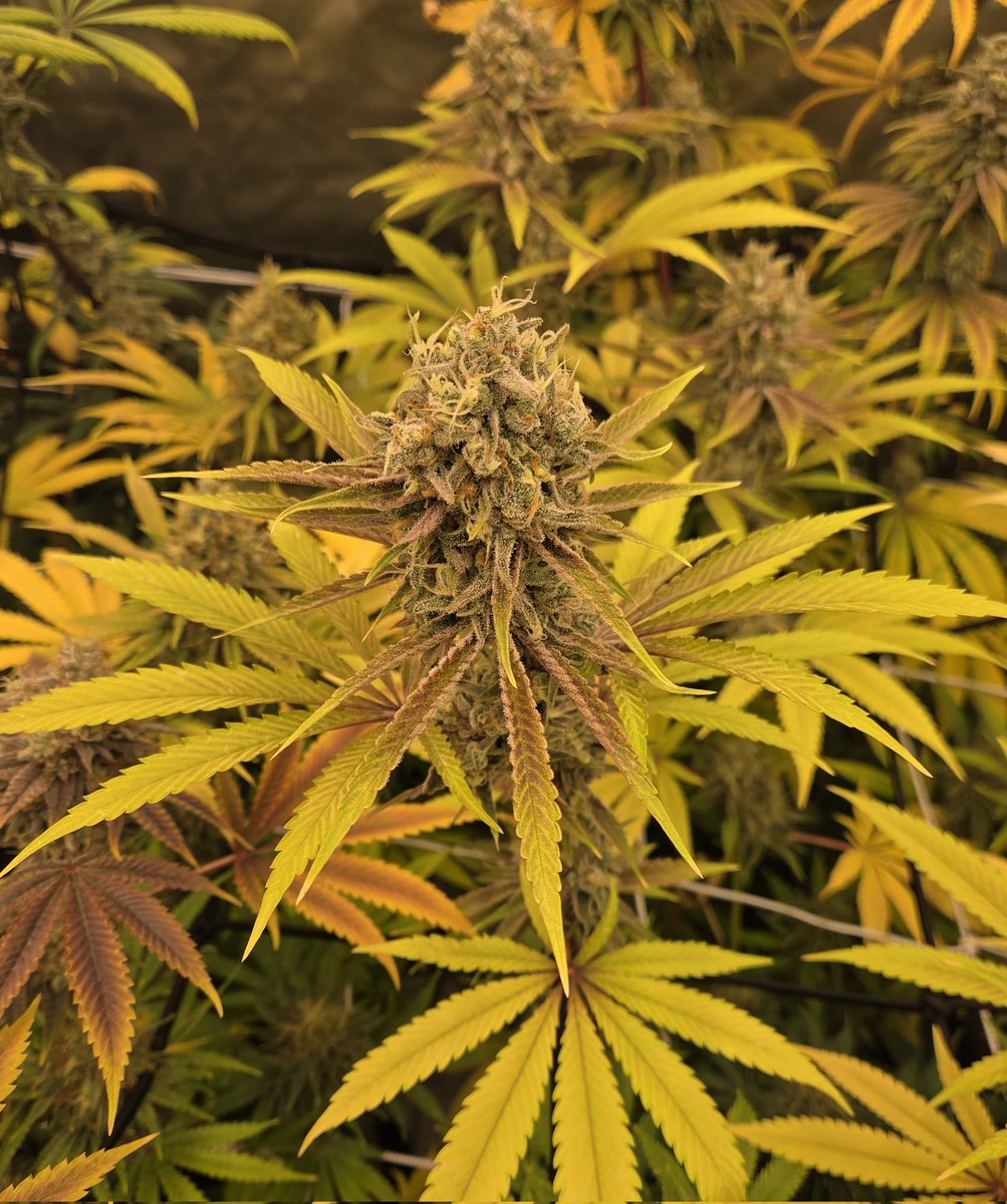 Hornadyfam4's tweet image. Trippy King by @Real_MFG_Mtn 
What a lovely lady