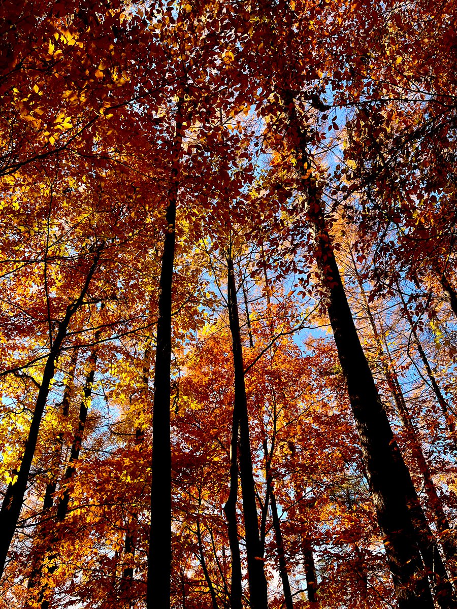 maimaimaiko3068's tweet image. 紅葉に太陽が差し込むと、黄色や赤のライトに照らされたような幻想的な登山道だった