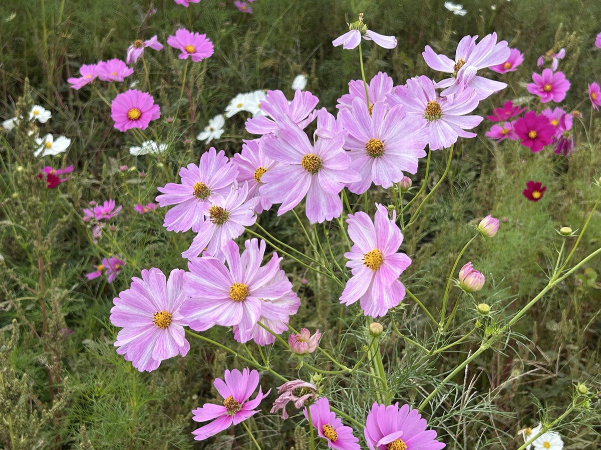 ⭐️ haijiです Toyota Wish ZGE20 ZGE25 Genuine HID Right Headlight Headlamp