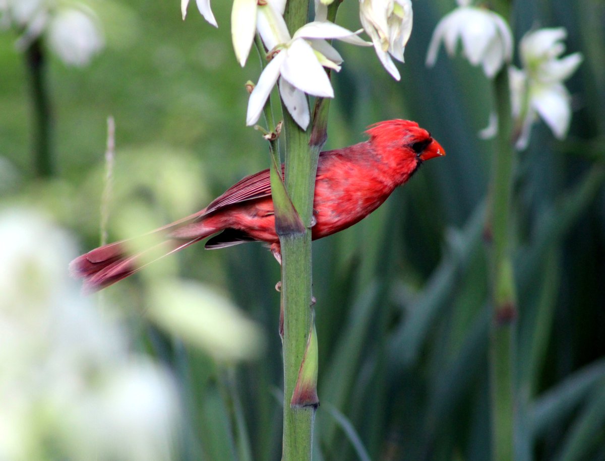 HermitsDaily's tweet photo. Cardy the Cardinal, on one of this Old Coot's Yucca Plants.  #cardinal #cardinals #bird #birds #avian #avians #birding #birder #birders #birdwatching #birdwatcher #birdwatchers #garden #pennsylvaniagarden #pennsylvaniagardens #nature #outdoors #outside #naturewalk #naturewalks https://t.co/tUvs3SexAW