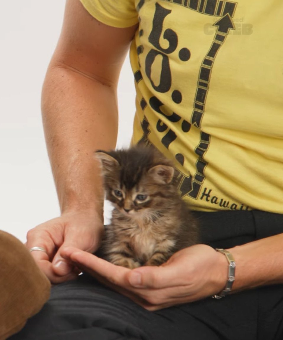 djovinyls's tweet image. oh to be a kitten sitting in the palm of joe keery's hand