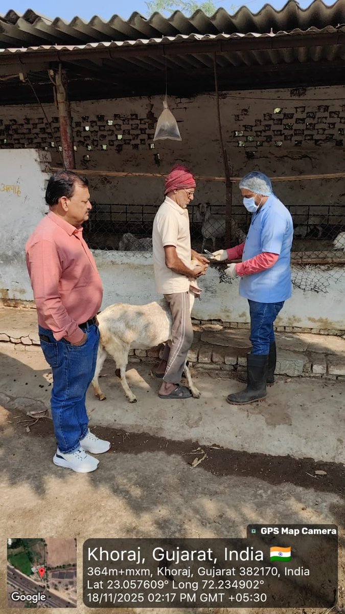 DAHO_AHMEDABAD's tweet image. અમદાવાદ જિલ્લામાં રાજય સરકાર દ્વારા તા.૧૭-૧૧-૨૦૨૫ થી ૧૬-૧૨-૨૦૨૫ સુધી ઘેટા બકરાંમાં સઘન કૃમિનાશક દવા પીવડાવવાના  કાર્યક્રમનું આયોજન કરવામાં આવેલ છે.
આ યોજના નો લાભ મેળવવા નજીકની પશુ સારવાર સંસ્થા નો સંપર્ક કરવો.
@dp_amdavad @CollectorAhd @DoahGujarat