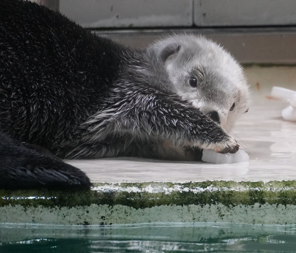 ちゃたろうL＇ (@schataro) / Posts / X