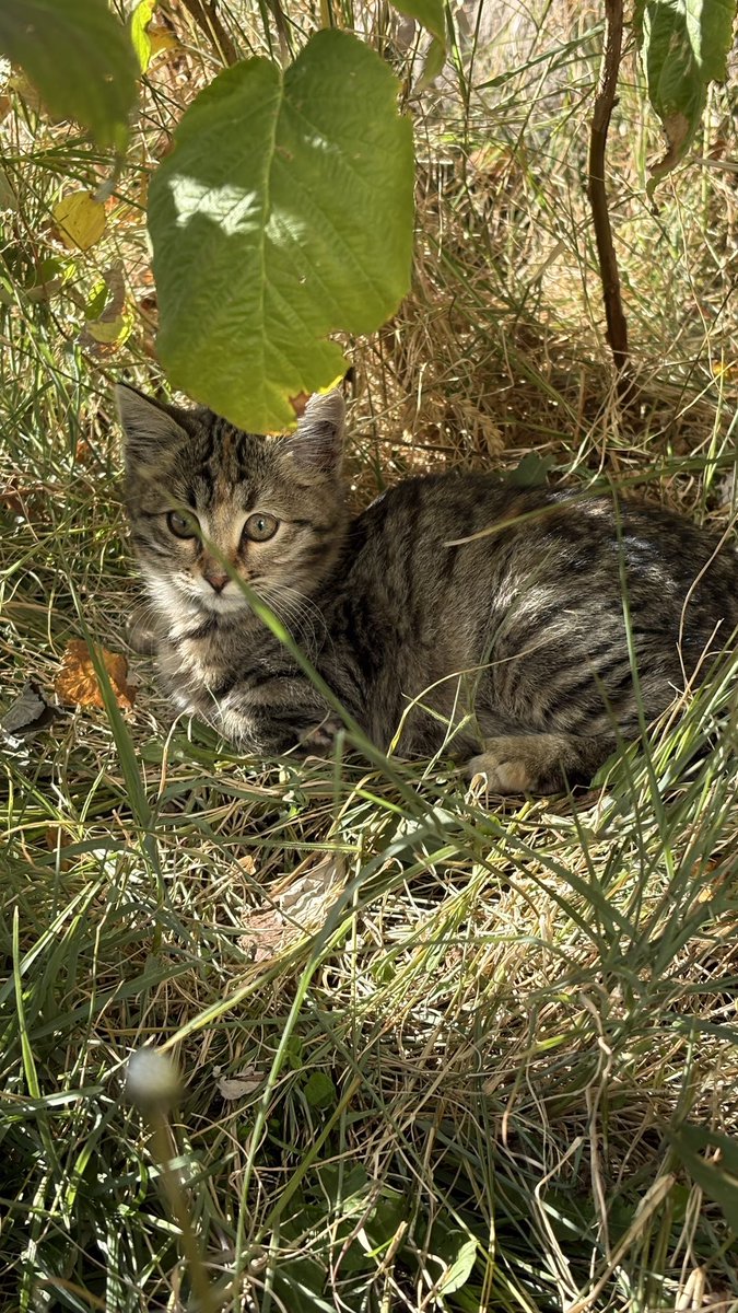 Müdür aşağıda çay içmeyin oturmayın demiştir. O sırada elimde çayla gözüne bakarak oturmaya giden ben.😌
Minnak bi misafirim de var.🥹

#salı #çay