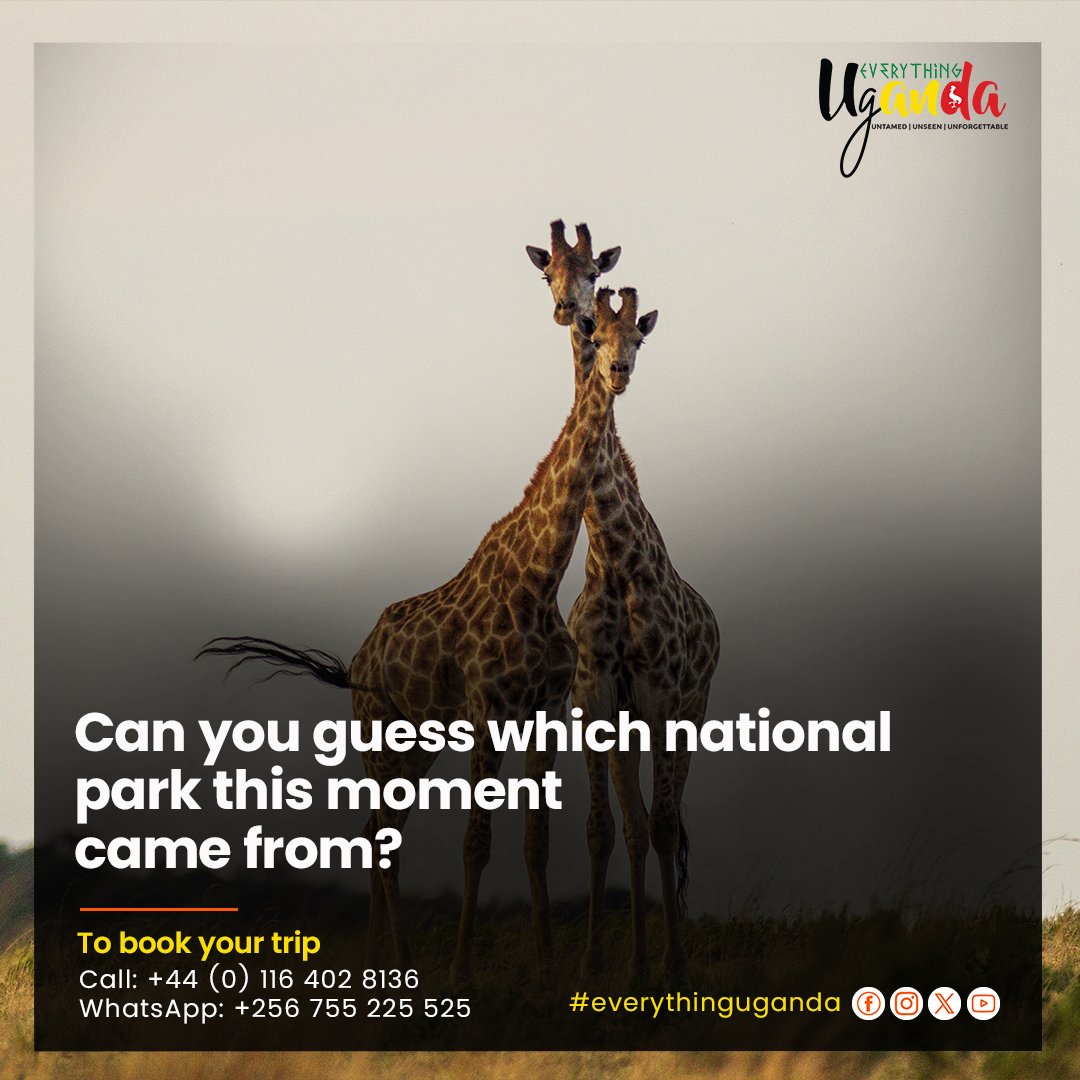 every_thing_ug's tweet photo. Graceful giants side by side, a perfect moment in the wild. 
Can you guess which national park this was captured in? 

Poll Options:
A. Queen Elizabeth National Park
B. Murchison Falls National Park
C. Lake Mburo National Park
D. None of the above

Drop your guess in the comments https://t.co/PHdPvOw4hs
