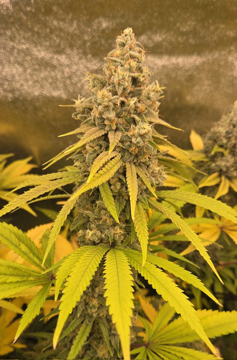 Hornadyfam4's tweet image. Goofiez OG by Demonic Genetics 
She&apos;s big boned