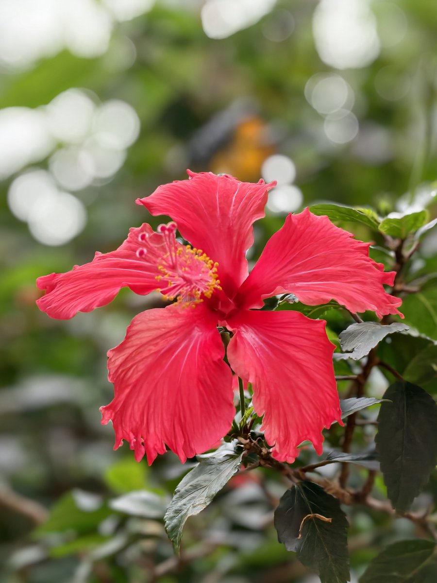 TechWhirlUlt's tweet image. iQOO 15 &quot;main sensor crop&quot; flower macros- 

The bokeh here is entirely applied by software