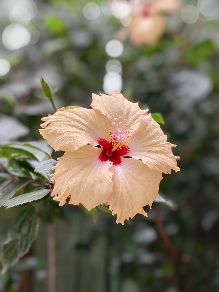 TechWhirlUlt's tweet image. iQOO 15 &quot;main sensor crop&quot; flower macros- 

The bokeh here is entirely applied by software