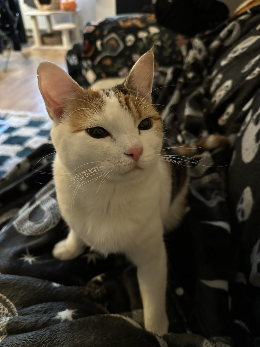 holly crypt 🕷️ tweet media