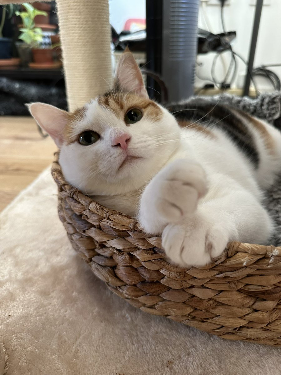 holly crypt 🕷️ tweet media