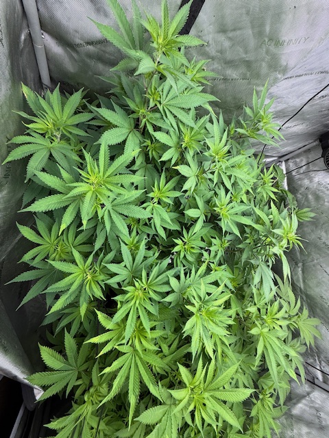Grow_With_Les's tweet image. 🪴 Acapulco Gold Showdown – Day 38 VEG
Same strain. Same soil. Same bottom watering.
But one has Grow Dots and one doesn&apos;t 👀
📸 Pic 1 – With Grow Dots
📸 Pic 2 – No Grow Dots
Early signs say the Grow Dots are pushing more vertical stretch and slightly faster top growth.
Leaf…