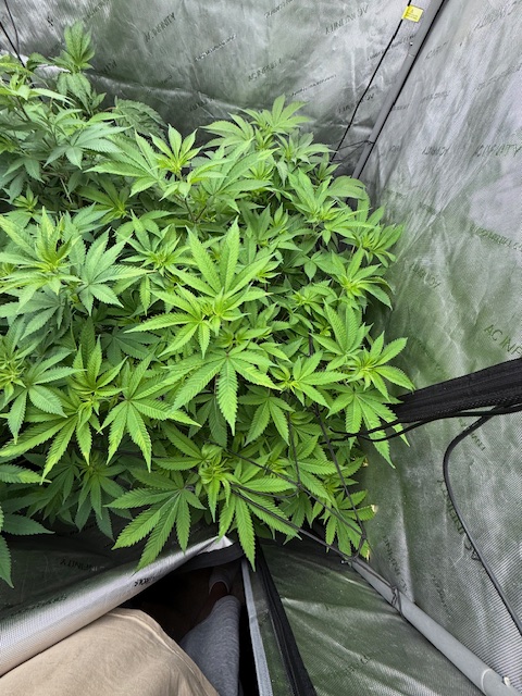 Grow_With_Les's tweet image. 🪴 Acapulco Gold Showdown – Day 38 VEG
Same strain. Same soil. Same bottom watering.
But one has Grow Dots and one doesn&apos;t 👀
📸 Pic 1 – With Grow Dots
📸 Pic 2 – No Grow Dots
Early signs say the Grow Dots are pushing more vertical stretch and slightly faster top growth.
Leaf…