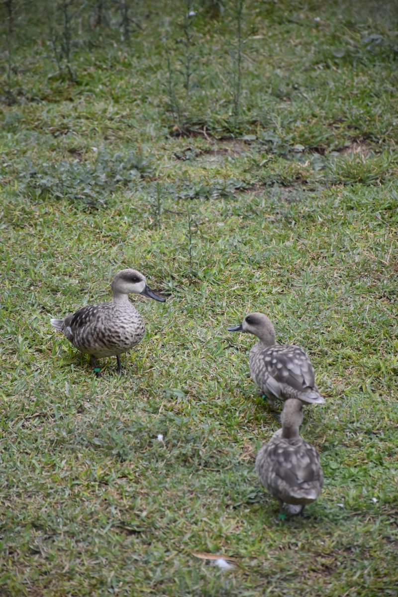 Consejería de Sostenibilidad y Medio Ambiente tweet media