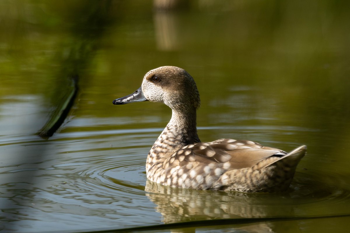 Consejería de Sostenibilidad y Medio Ambiente tweet media