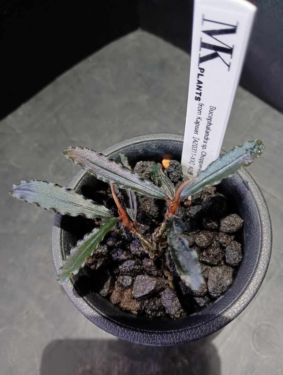Bucephalandra sp.Chopper-leaf from Kapuas 【AZ0311-XX】AZ便 Bucephalandra sp.Chopper-leaf from Kapuas 【AZ0311-XX】AZ便