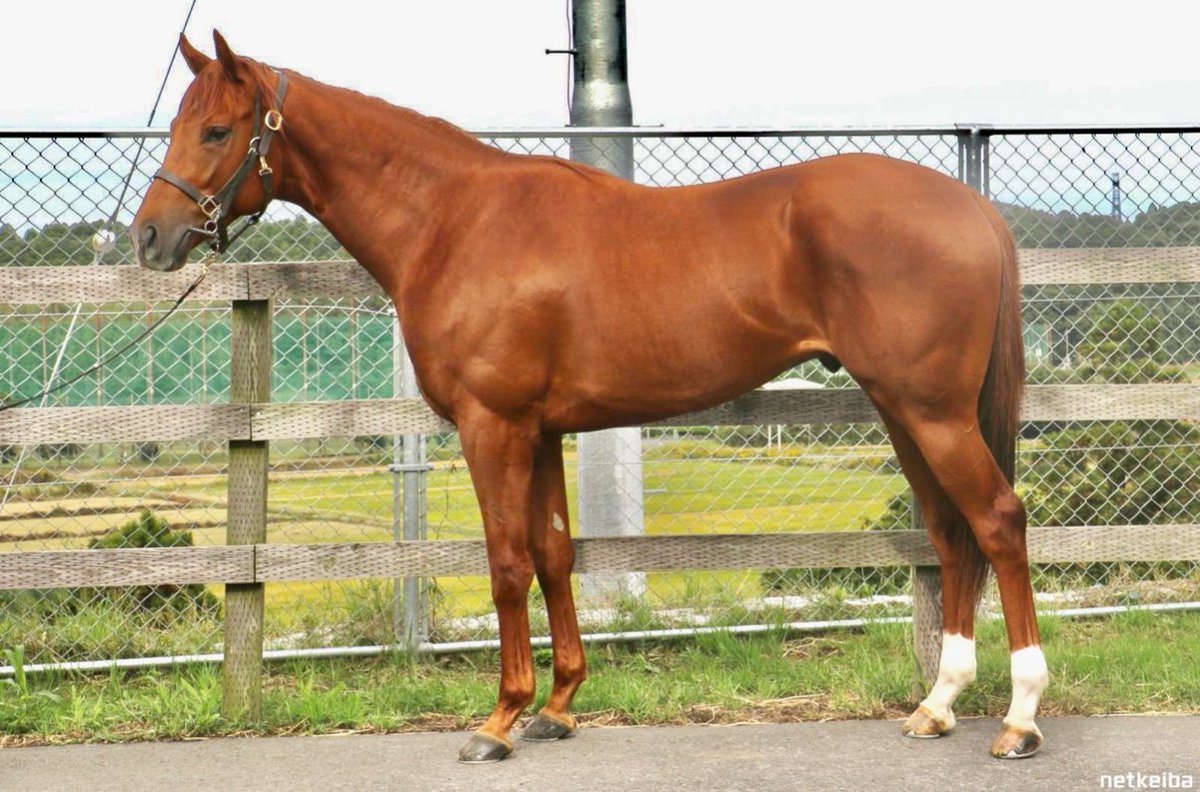遂に自己所有2歳馬「パカラパカラ」君が デビュー戦に向けて先週入厩