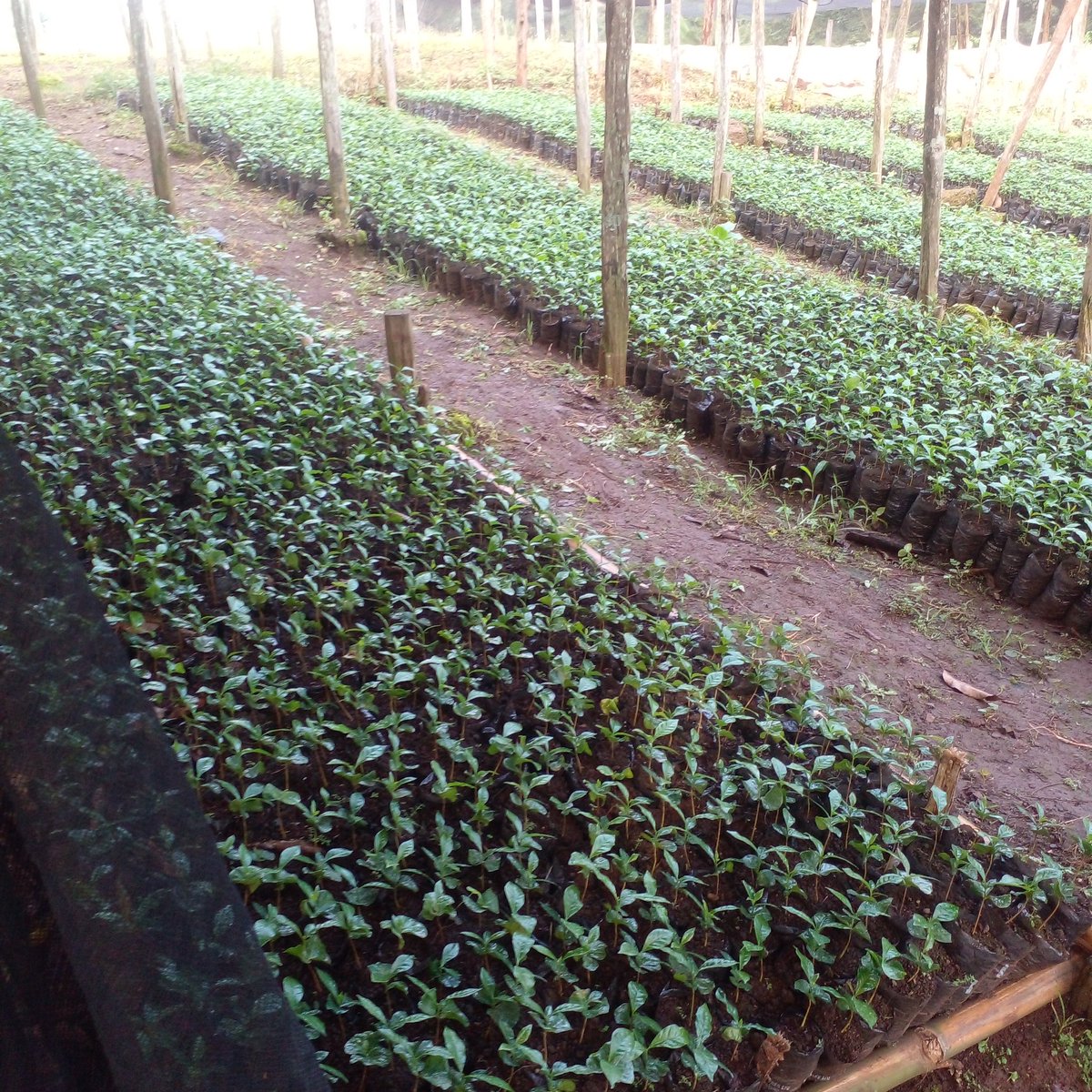 philoh19's tweet photo. @amerix Coffee seedlings https://t.co/mZBNt8L2ve