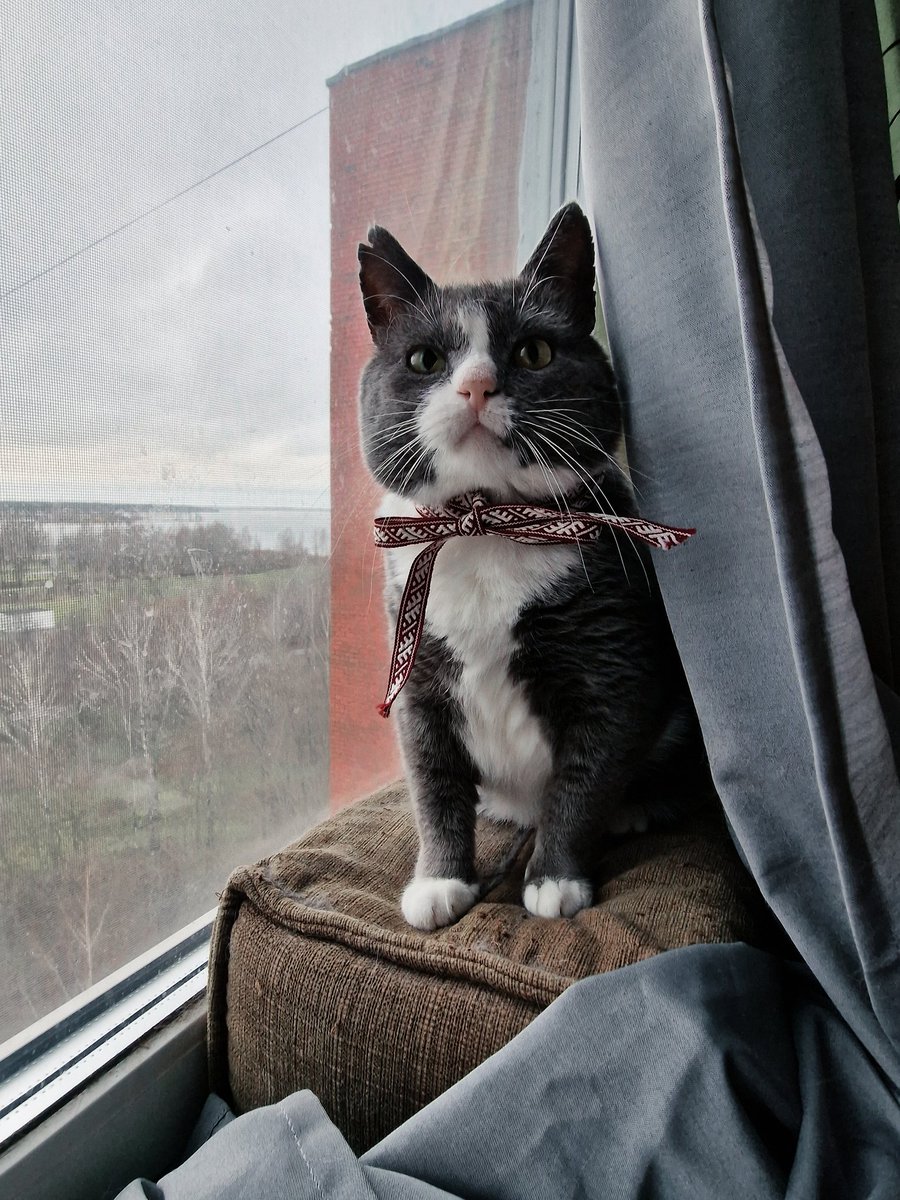 Svinīgi! ❤️🐾🇱🇻