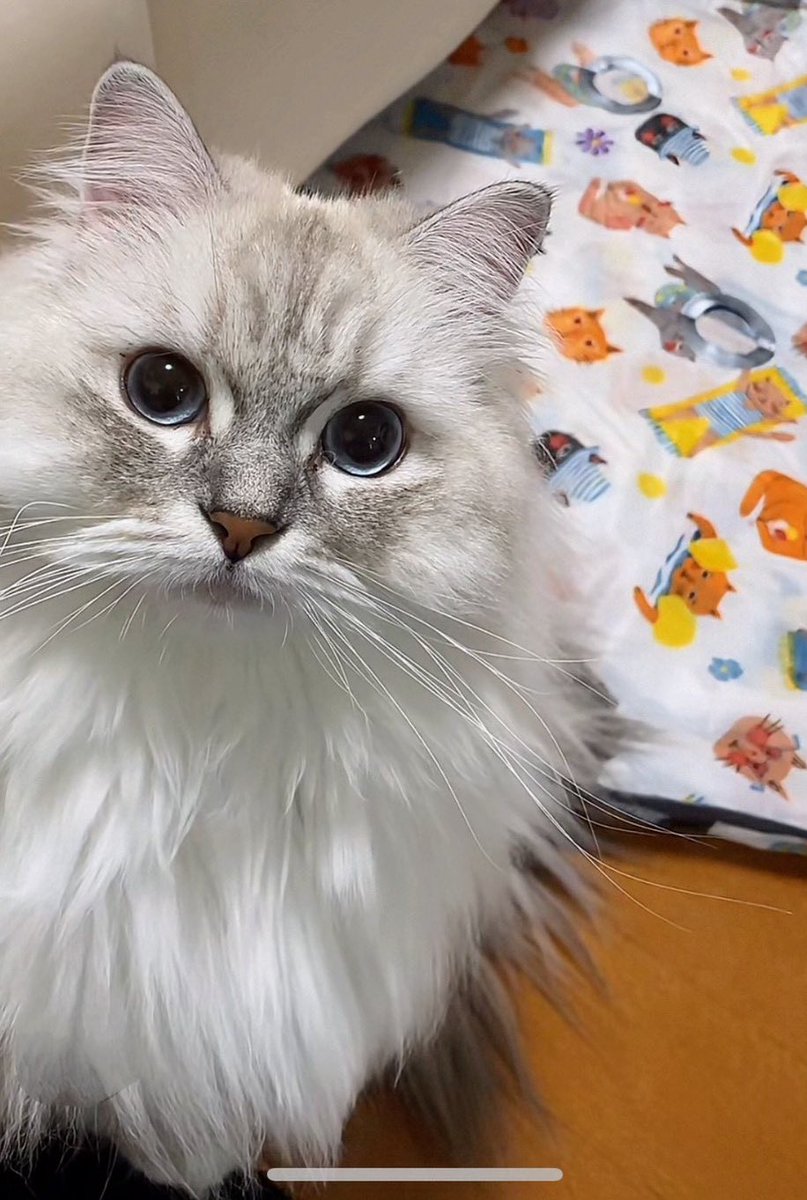 もふもふ様確認ページ 我が家の愛猫 いろはちゃんのおさわりマップですꯁꯧ̳^. ̫ .^ ̳