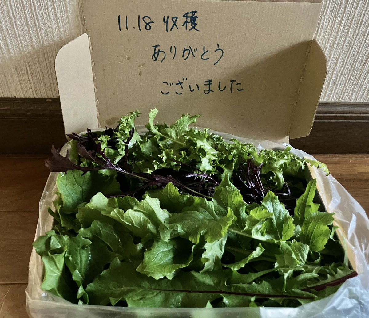 リクガメのごはん屋さん (@rikugamenogohan) / Posts / X