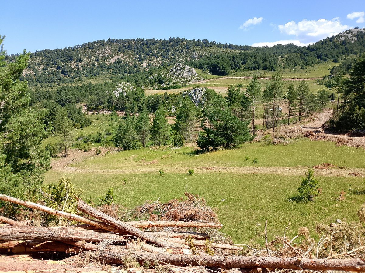 BioForPiri's tweet image. La fundació també ha col·laborat en la gestió de la formació de peonatge forestal que s’ha realitzat en el marc del projecte.

Bio For Piri compta amb el suport de @FBiodiversidad 

#ProyectosPRTR #PlanDeRecuperación #NextGenerationEU #bioeconomia