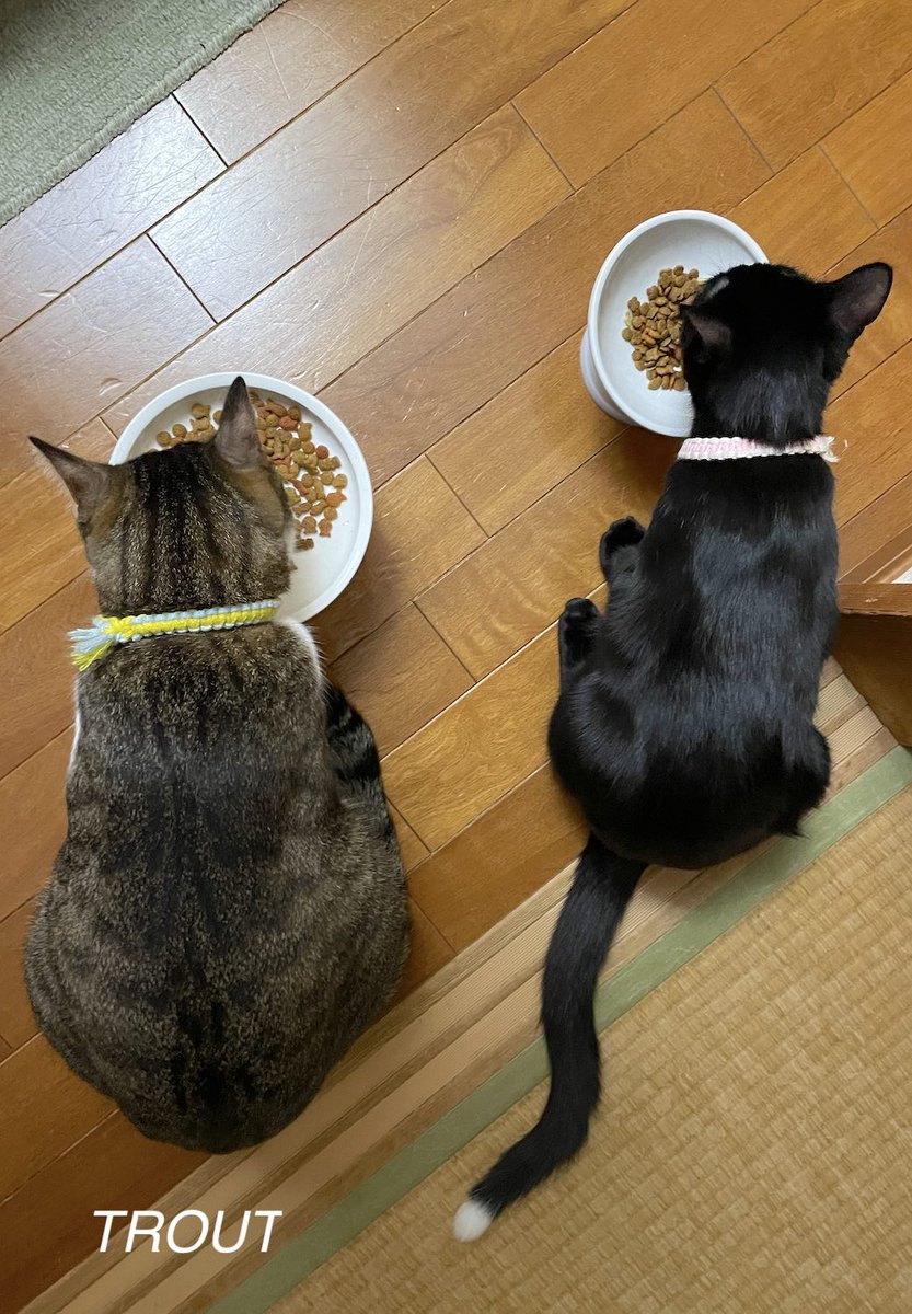 #またたび家 #保護猫 [とむ吉]♂ [すずり]♀️2025年11月18日
本日のニャン　最近のあるある・・・コラ〜〜！とむ吉〜〜
💢 あ、すずりだった😅 コラ〜〜！スズキ〜〜！！あ、すずりだった🤪😾