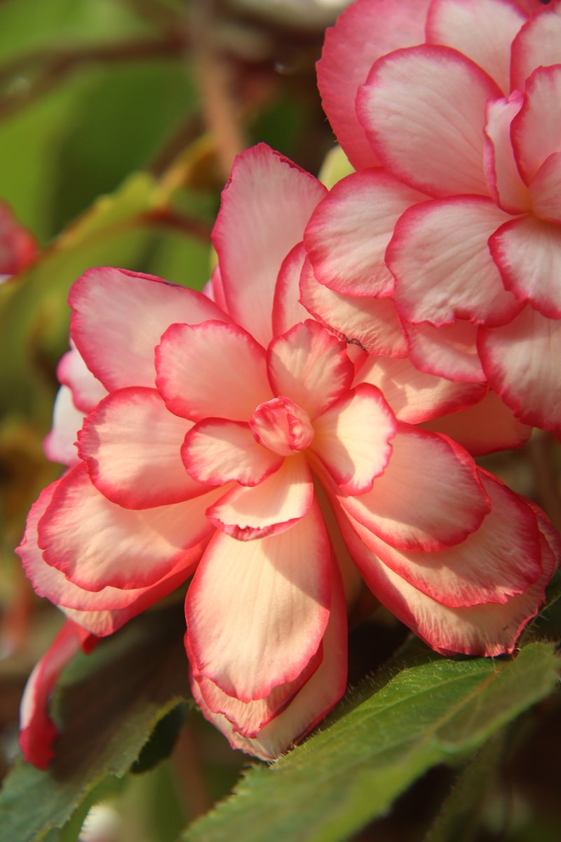 gontanokoneroku's tweet photo. Begonia 🥰

#Flowers #TuberousBegonia #Begonia https://t.co/ORhfa37JvW