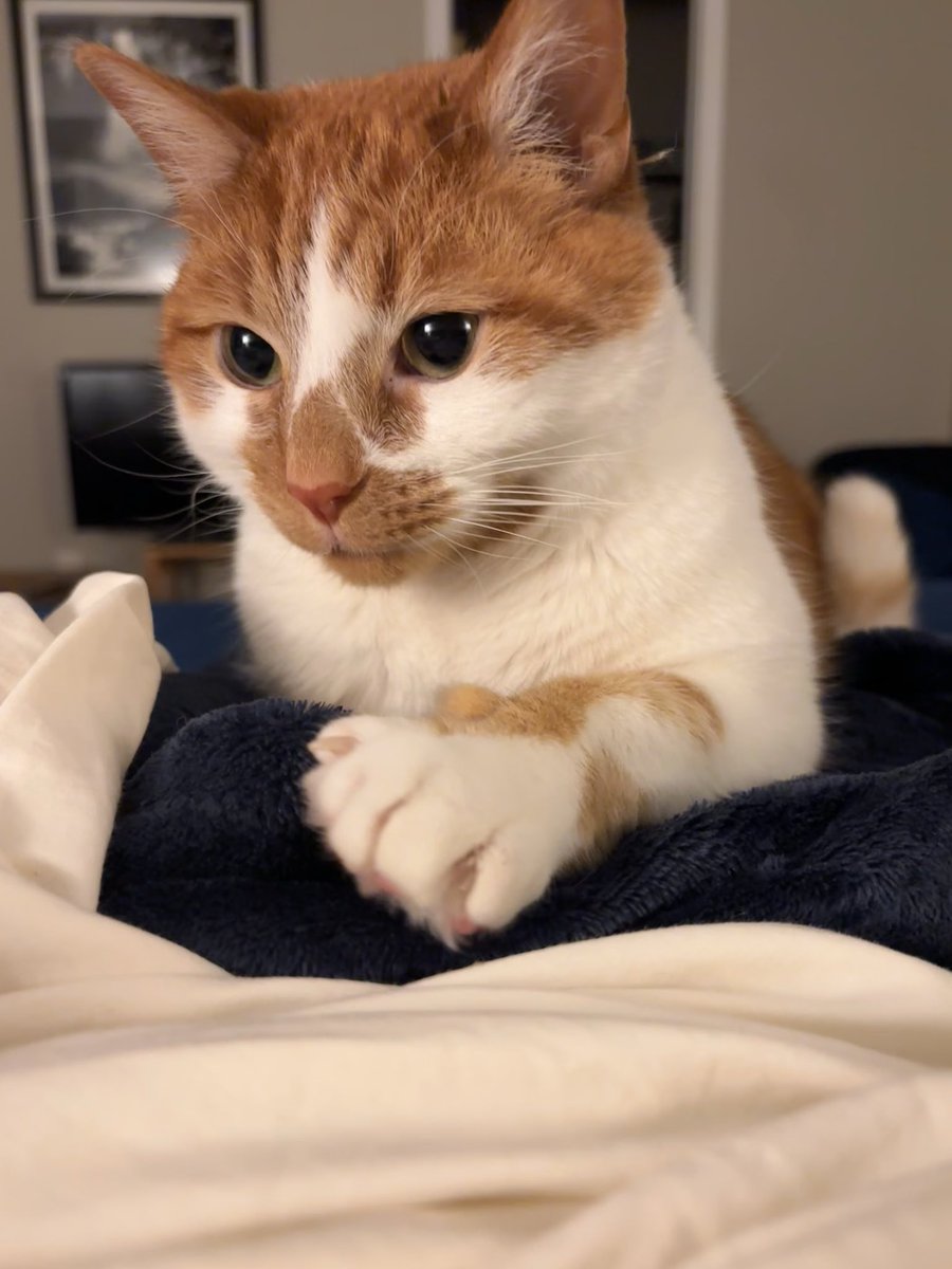 jaxthecoocoocat's tweet image. 