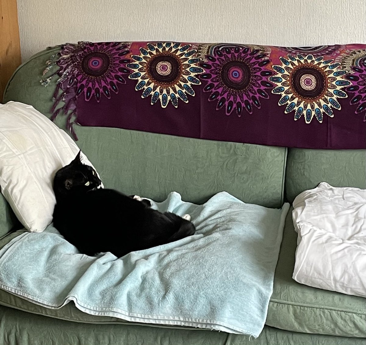 TangoMango9's tweet image. Polly is complaining that she only has 1 sofa to herself. 😹😹