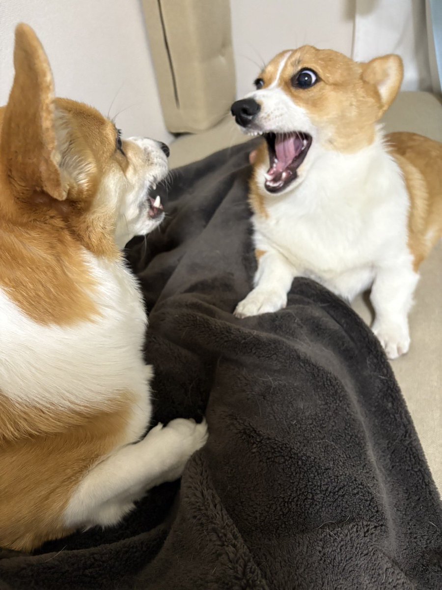 Nabi_and_Aru's tweet image. 仲良く喧嘩しな #コーギー #corgi