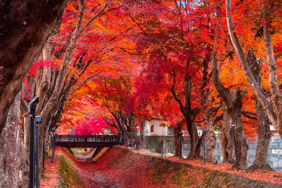 A Different Side of Japan tweet media