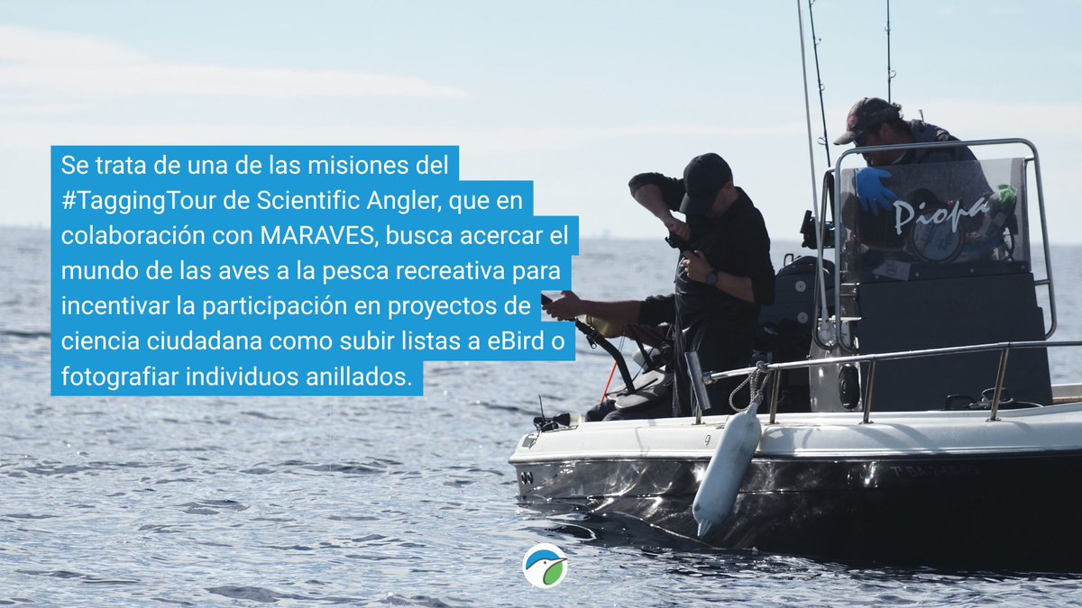 SEO_BirdLife's tweet image. Este fin de semana hemos ido hasta l’Ametlla de Mar para participar en la última misión del año del #TaggingTour de @scientificangler. ¡Te lo contamos en las imágenes! 👇

#MARAVES #ProgramaPleamar #FEMPA @FBiodiversidad 

📷 Dani Rey y @marcobiols_