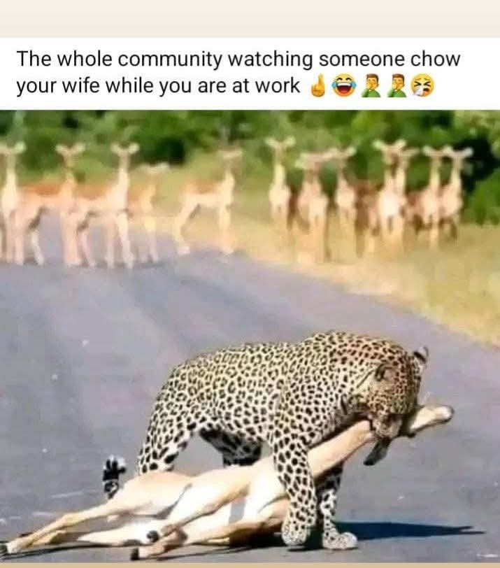 Please Don miss quote me it's about Savage Kingdom kill or be killed  law of the jungle