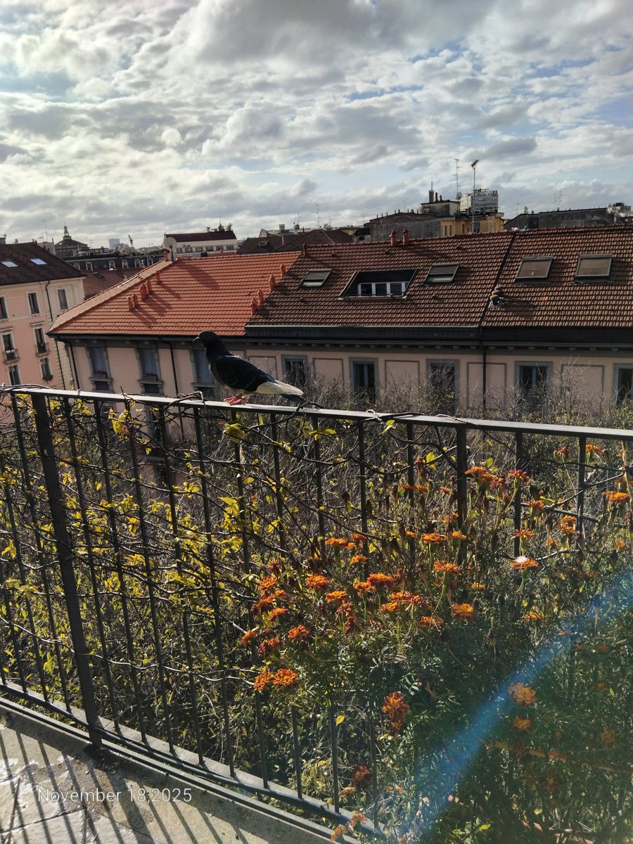 bordognaroberto's tweet image. #Milan Nov. 18 - Sometimes the #pigeons too appear to dress #formal here...