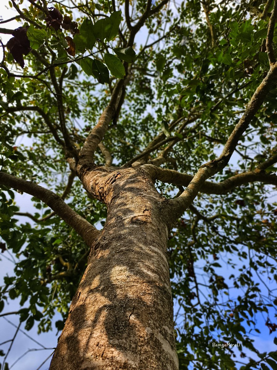 drramyamurali's tweet image. Let the trees do the talking.

Happy #thicktrunktuesday
🌳🌲

Trees teach us to stand tall, bend gently, and never fear the wind..