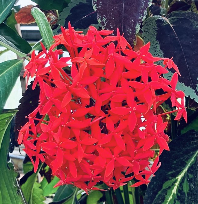 🍀Yumi🍀 (@yumi_yumi0125) / Posts / X