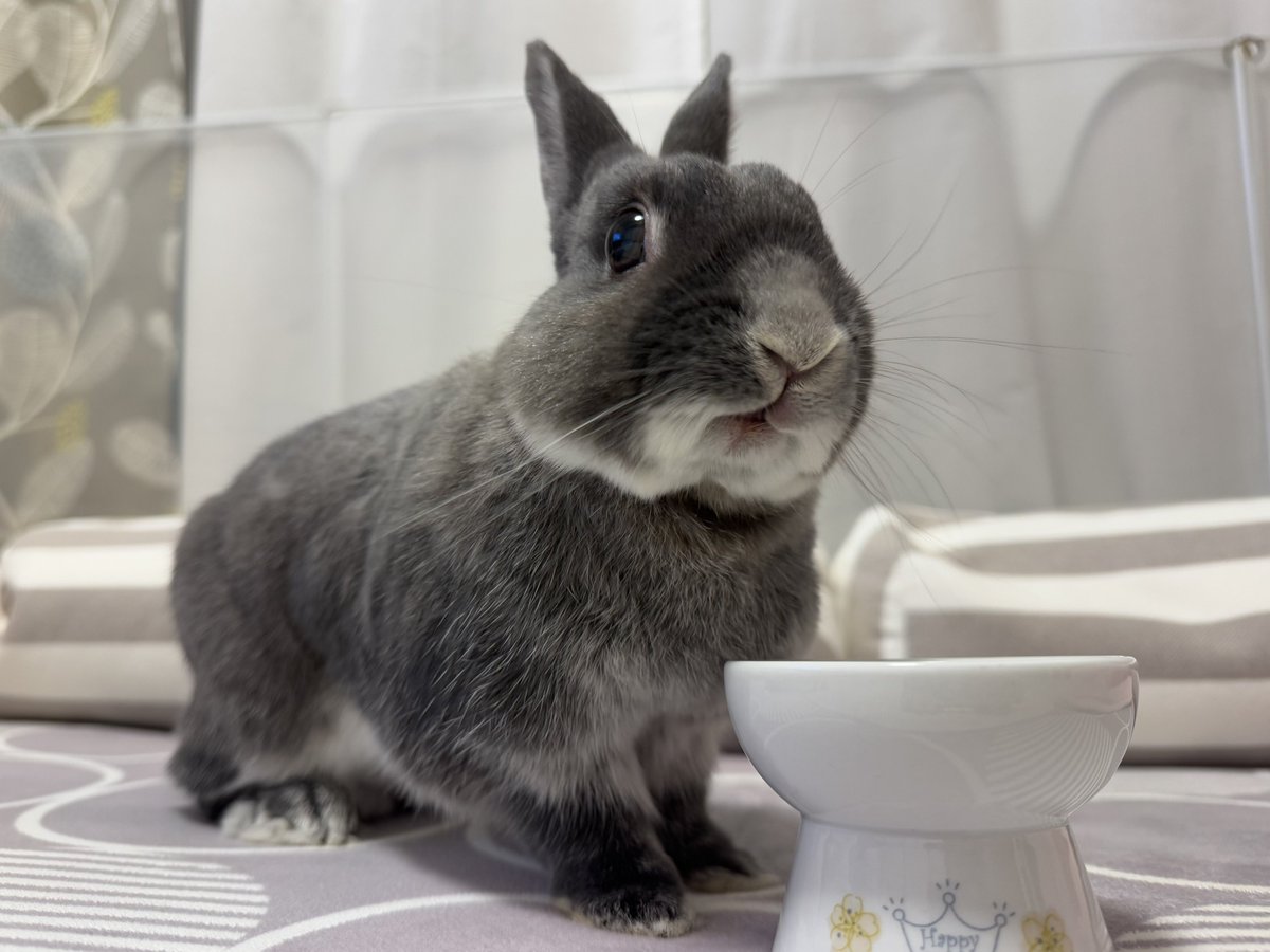 Post by はな🐰 on X: よるんぽ。