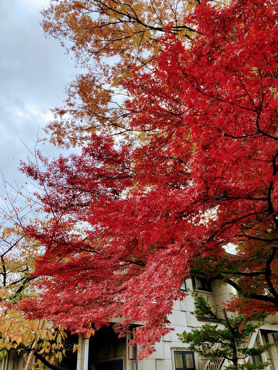 _natuli_3220's tweet photo. 秋🍂も深まってきました🍁
#川越
#紅葉 https://t.co/20yXA1TkjC