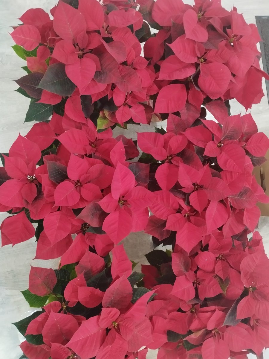 Today we have received our poinsettias and we’re already getting to work to start decorating Mortimer for Christmas. 🎄

As every year, we’ll do our best to create a truly special Christmas atmosphere. ⭐

#MortimerEnglishClub #Cáceres #ChristmasDecor

mortimer-english.es