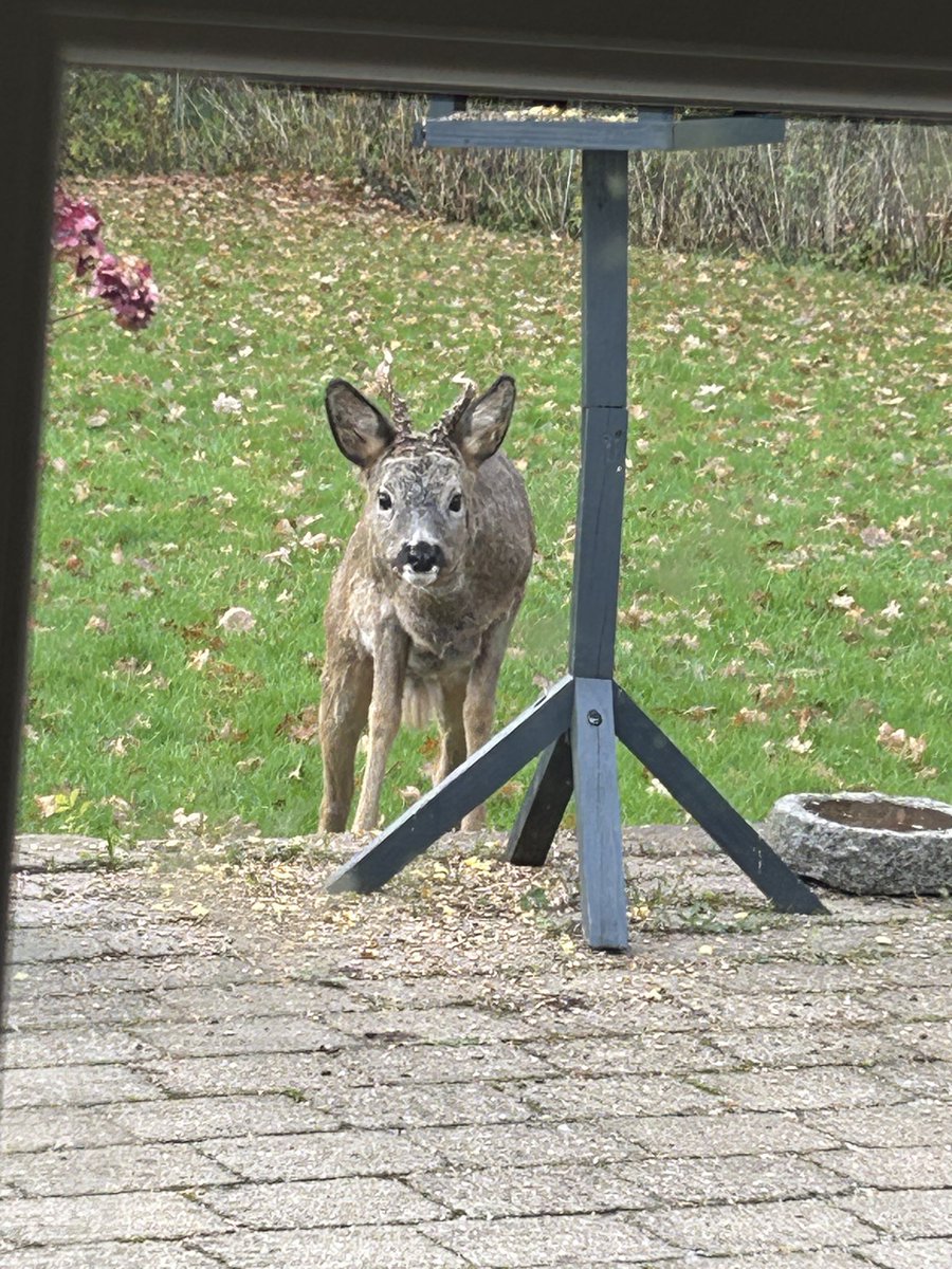 allsteensen's tweet photo. “En stille start på valgdag med rådyr i haven 🌞😊 
– god valgdag fra Allan Øster Steensen, DF kandidat Slagelse Byråd og Region Østdanmark. https://t.co/NJWTjWbAQB
