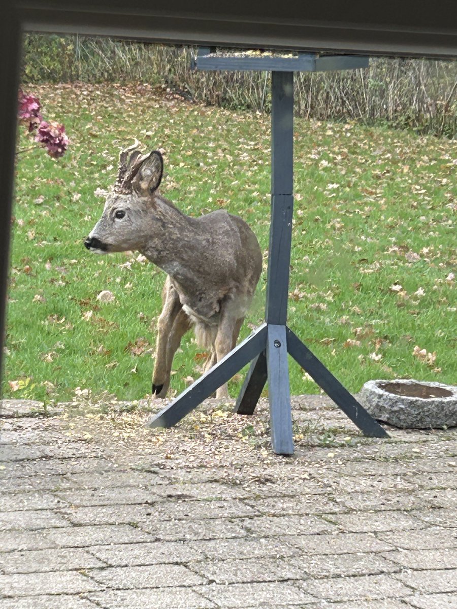 allsteensen's tweet photo. “En stille start på valgdag med rådyr i haven 🌞😊 
– god valgdag fra Allan Øster Steensen, DF kandidat Slagelse Byråd og Region Østdanmark. https://t.co/NJWTjWbAQB