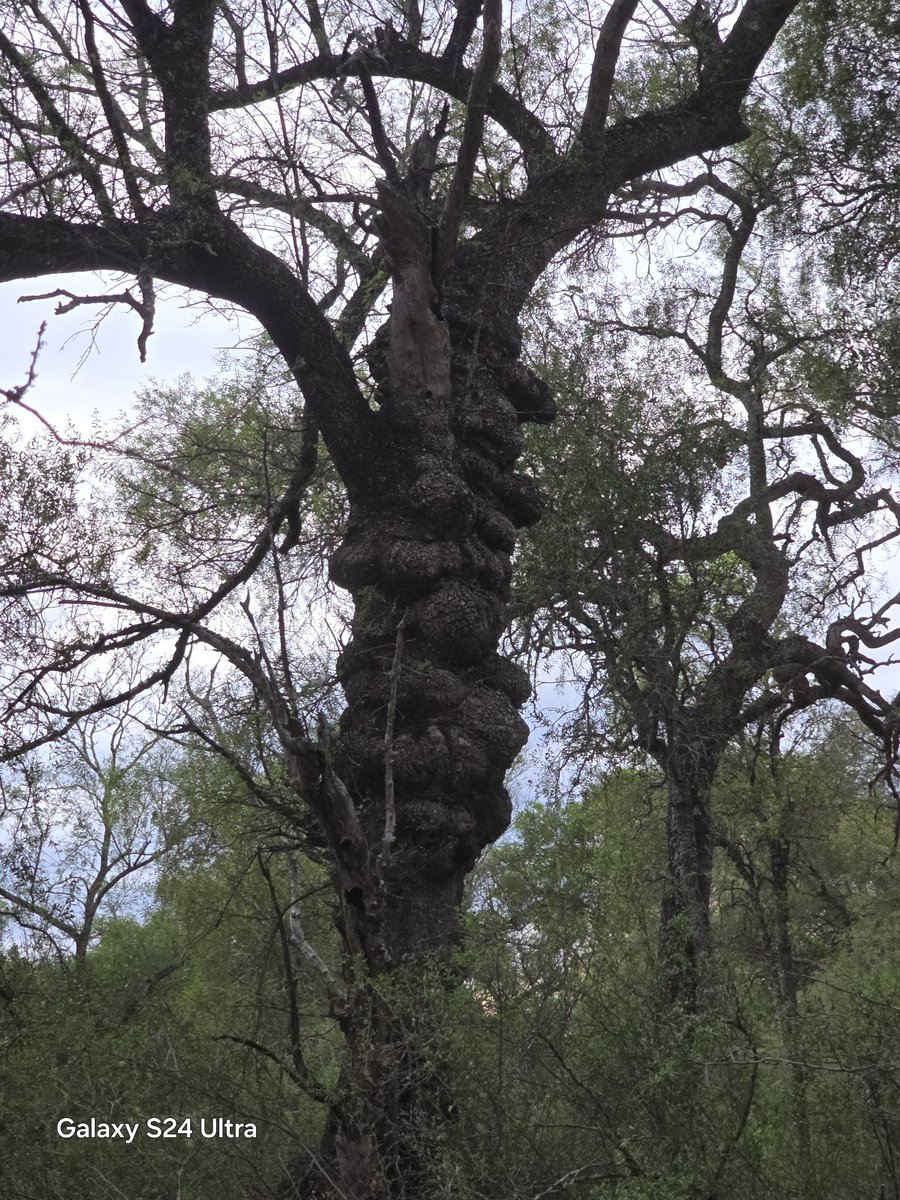 Me llamó mucho la formación de tantos tumores en este ejemplar de Quebracho Colorado, solía ver uno o dos por árbol. Consulté a un Ing Forestal y son altas las probabilidades de haber sido afectado por un rayo o fuego. Simple curiosidad!!!
