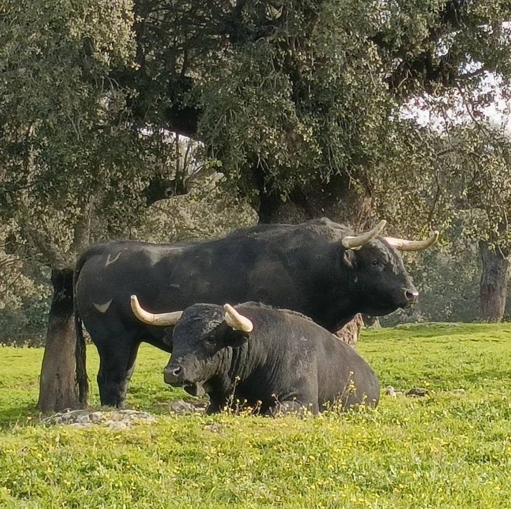 El Albero - COPE tweet media
