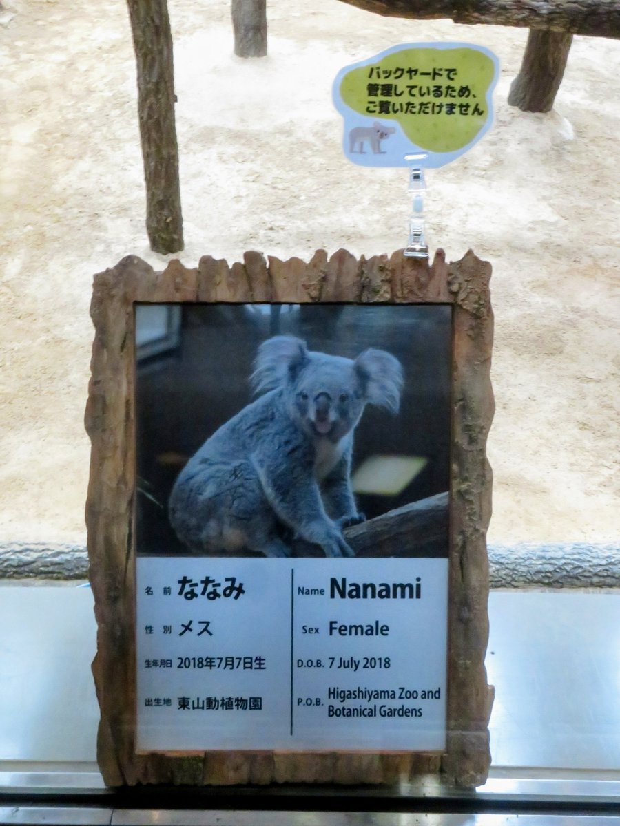 コアラ出品 コアラ #東山動植物園