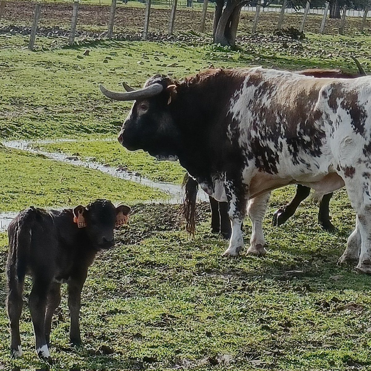 El Albero - COPE tweet media